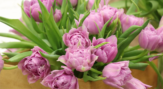 Na zdjęciu różowe tulipany