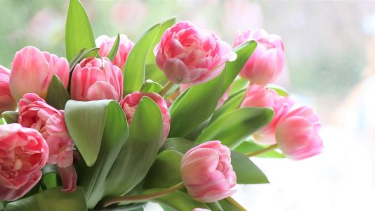 Na zdjęciu różowe tulipany