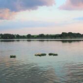 Na zdjęciu pływające wieńce na jeziorze Kornatowskim