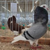 Na zdjęciu dwa gołębie.