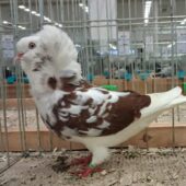 Na zdjęciu biało-brązowy gołąb.