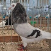 Na zdjęciu szaro-biały gołąb.