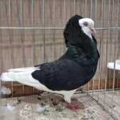 Na zdjęciu biało-czarny gołąb.