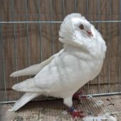 Na zdjęciu biały gołąb.